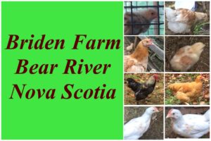 Briden Farm Chickens