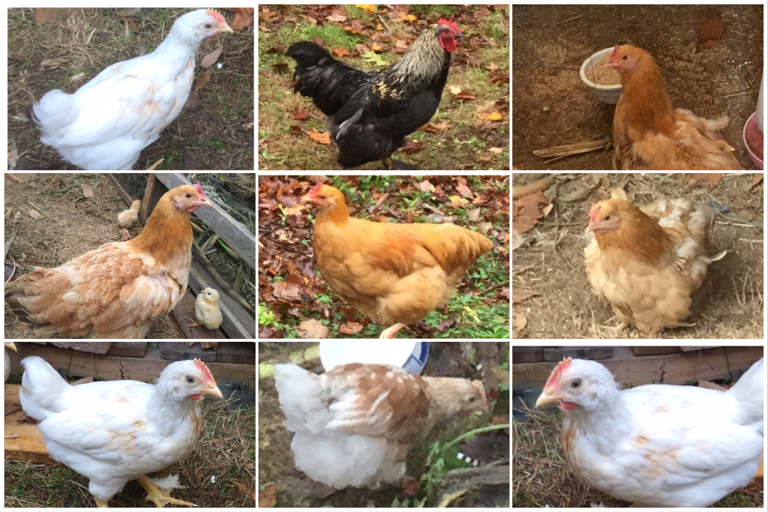 Chickens at Briden Farm