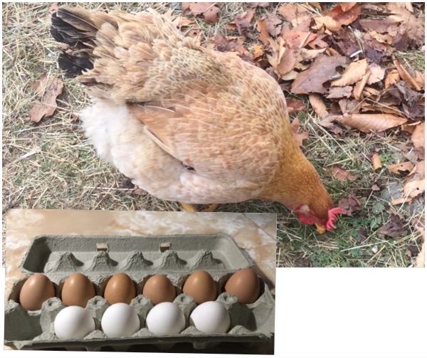 New Hen Lays 8 Eggs in 9 Days