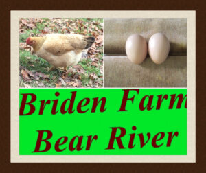Brahma Eggs at Briden Farm