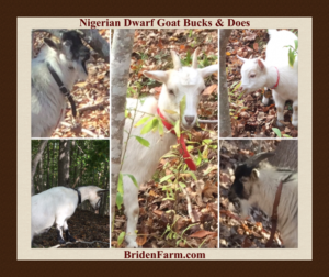 Nigerian Dwarf Goats: Bucks & Does