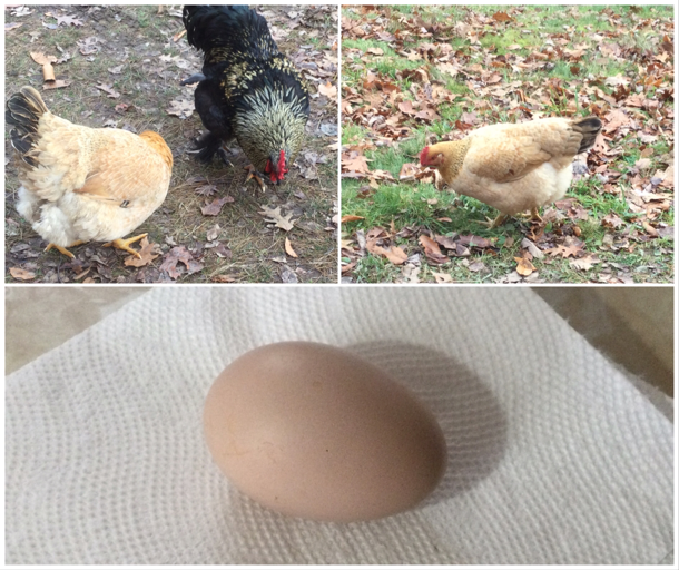 Our First Egg comes from a Brahma Chickens