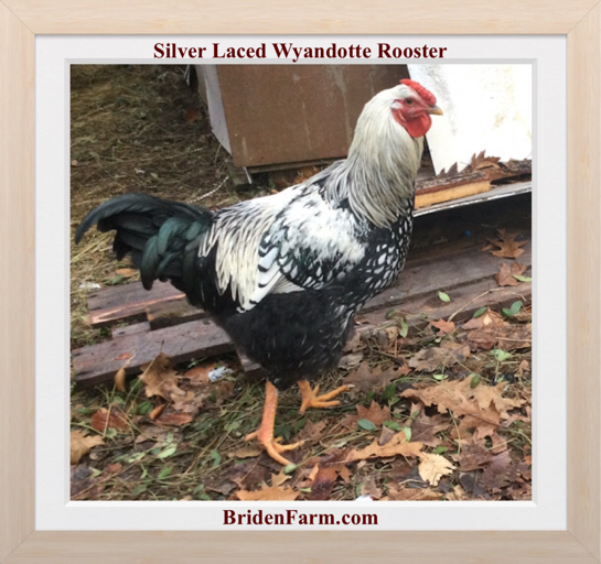 Silver Laced Wyandotte Rooster