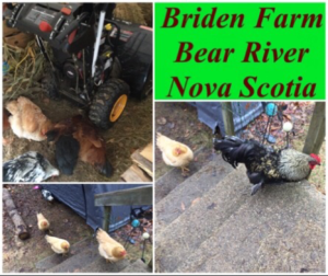 A Coup at the Coop at Briden Farm