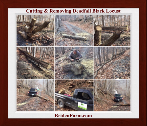 Cutting Black Locust Deadfalls