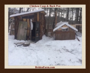 Chicken Coop & Buck Pen