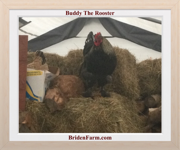 Buddy The Rooster