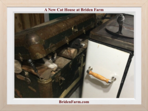 A New Cat House at Briden Farm