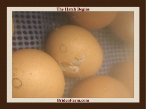 Hatching Begins