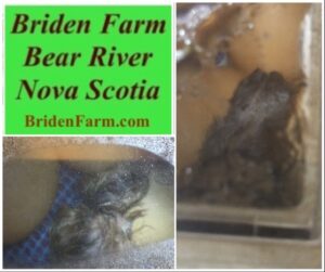 Newley Hatched Chicks