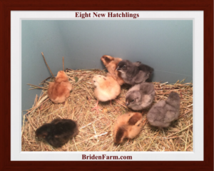 Eight New Hatchings