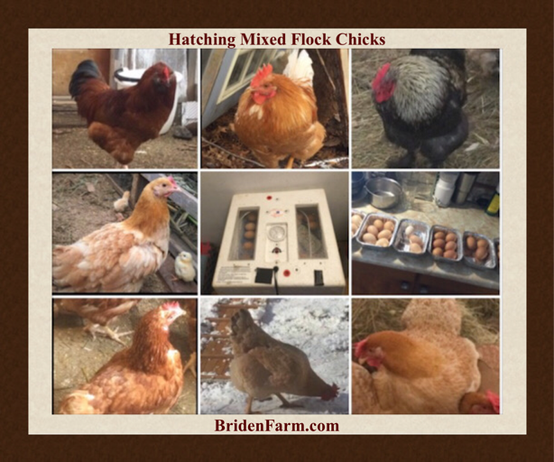 Hatching Mixed Flock Chicks