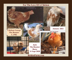 For the Love of a Chicken