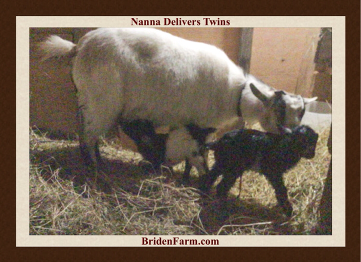 Nanna Delivers Twins