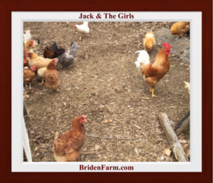 Jack & The Girls