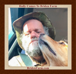 Holly Come To Briden Farm