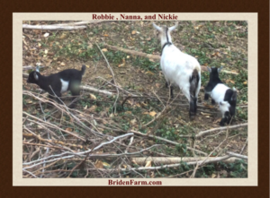 Robby, Nanna and Nickie