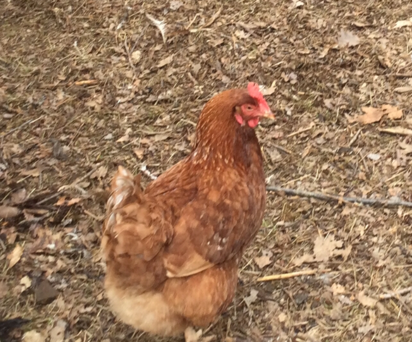 Lohmann Hen at Briden Farm