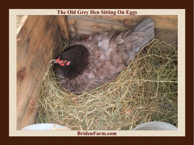 The Old Grey Hen Sitting On Eggs