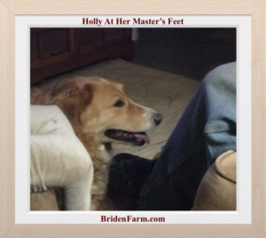 Holly At Her Master’s Feet