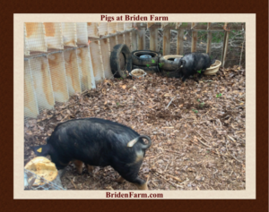 Pigs at Briden Farm