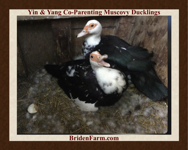 Yin & Yang Co-Parenting