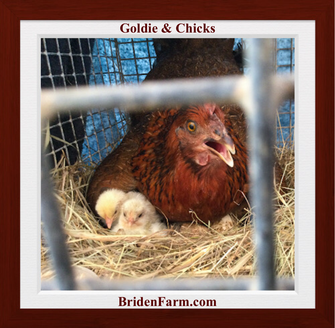 Goldie & Her Chicks
