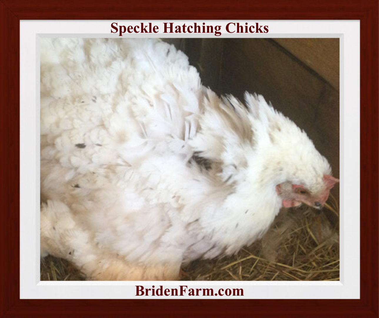Speckle Hatching Chicks
