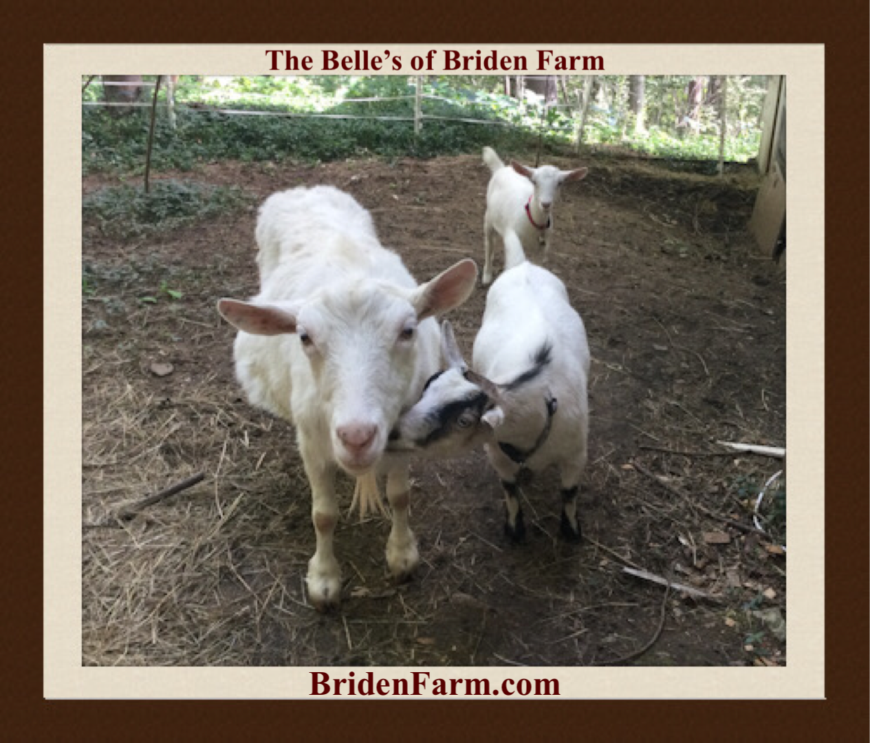 The Belles of Briden Farm