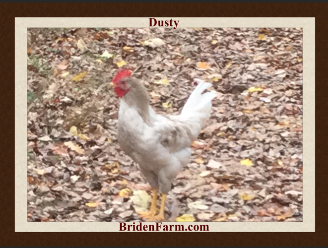 Dusty The Rooster