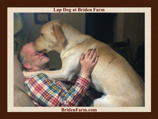 Lap Dog at Briden Farm