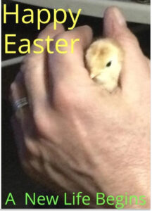 Happy EasterChick Card