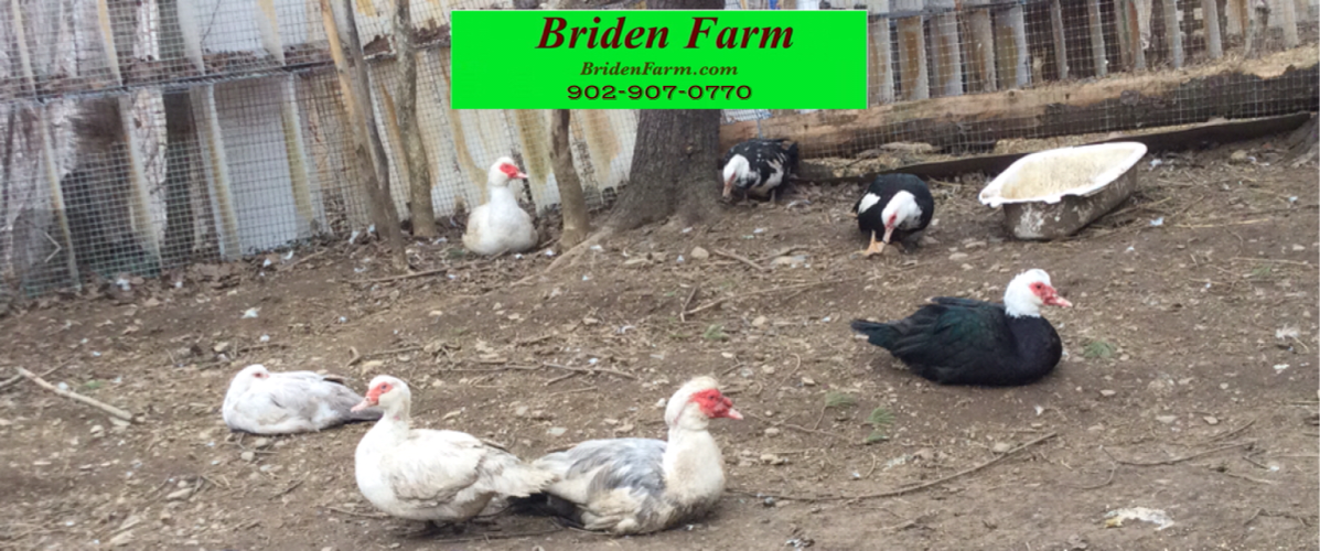 Briden Farm