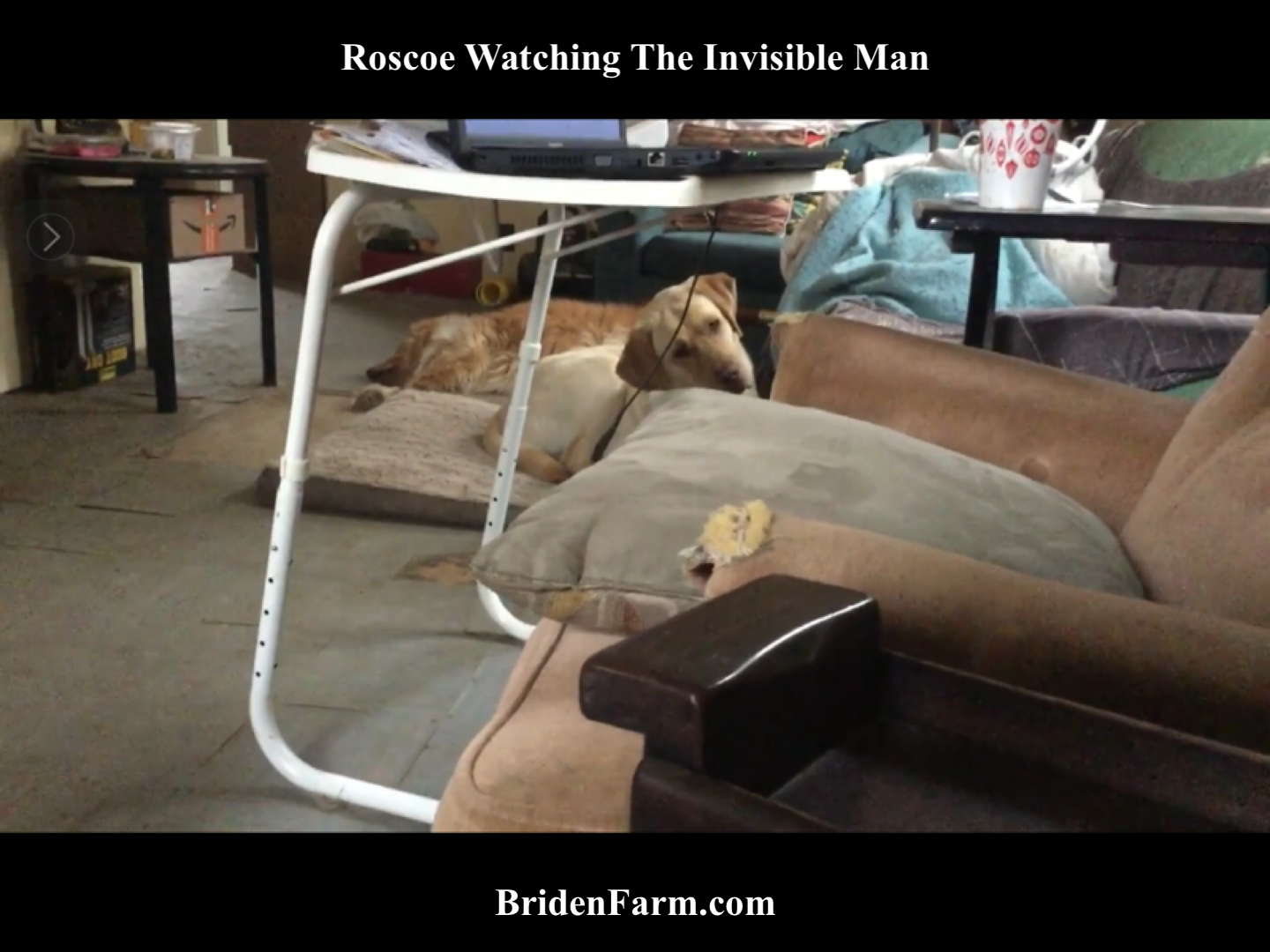 Roscoe Watching The Invisible Man