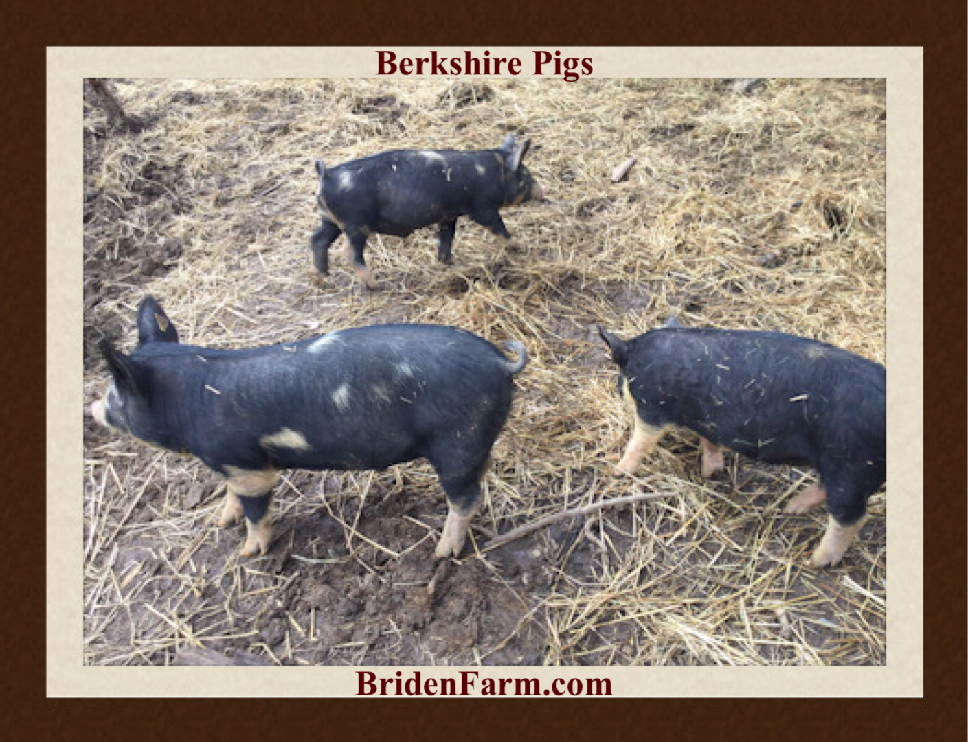 Berkshire Piglets