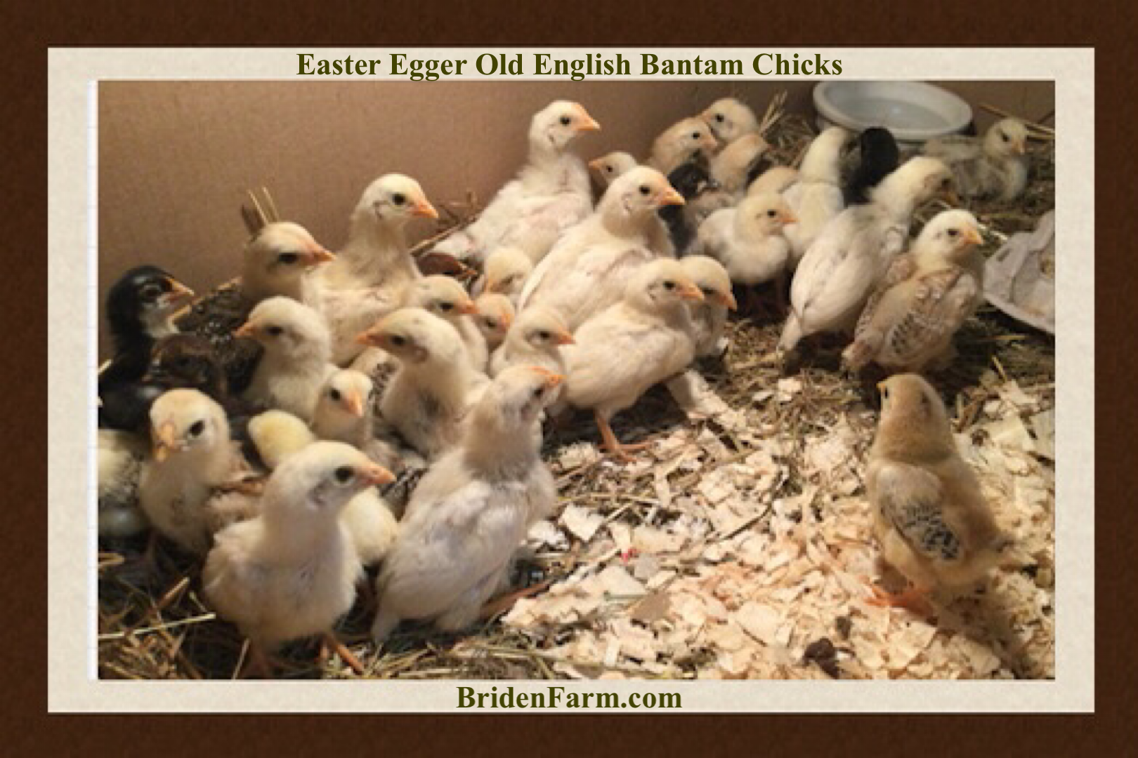 Easter Egger Old English Bantam Chicks