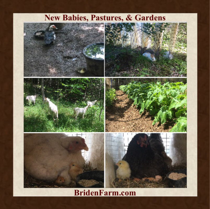 New Babies, Pastures, & Gardens