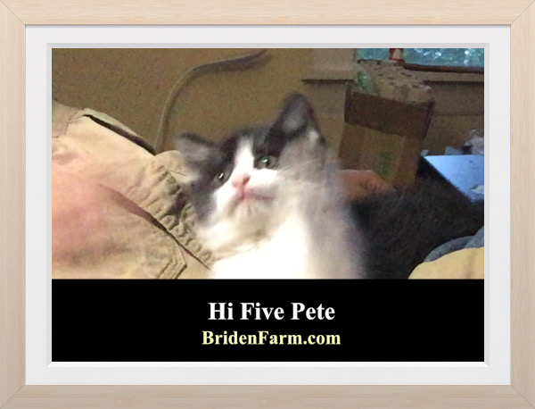 Hi Five Pete