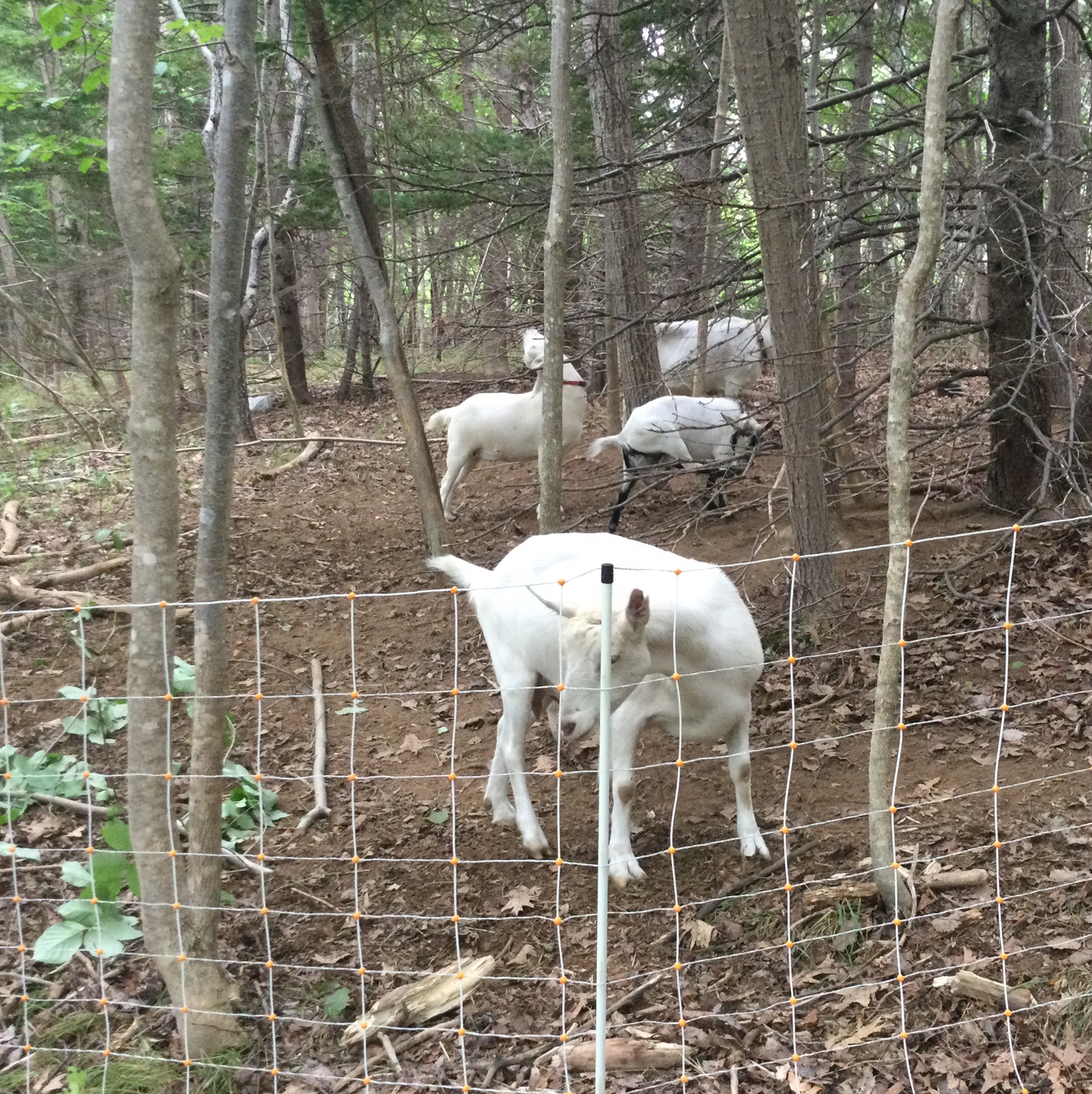 Woodland Pastured Goats