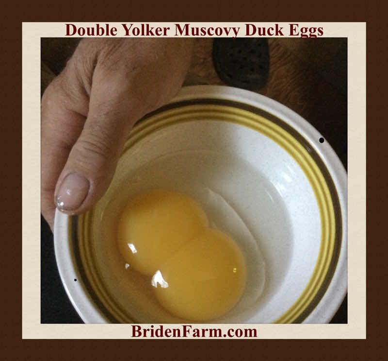 Double Yolker Muscovy Duck Eggs