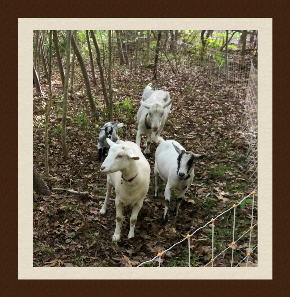 Woodland Pastured Goats