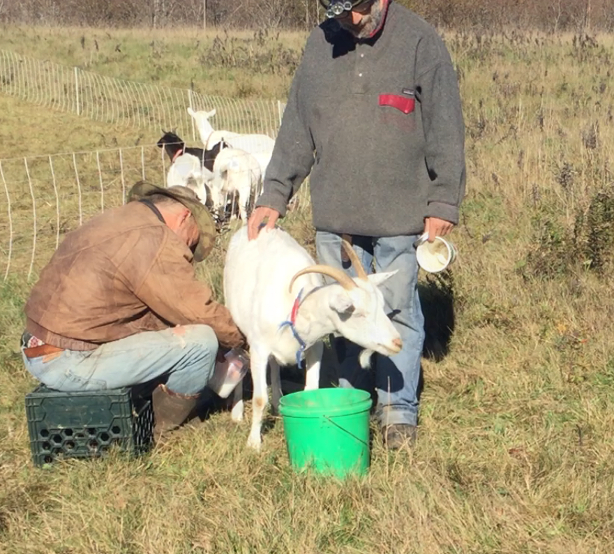 Milking Our Goat On Pasture