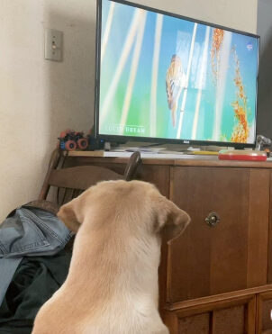 Roscoe watching YouTube