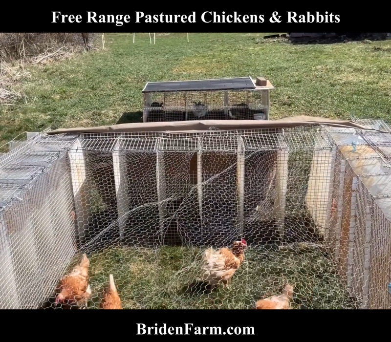 Free Range Pastured Chickens & Rabbits