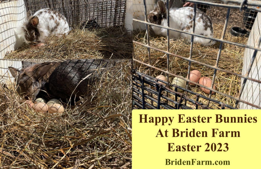 Bunny’s with Easter Egger Eggs at Briden Farm 