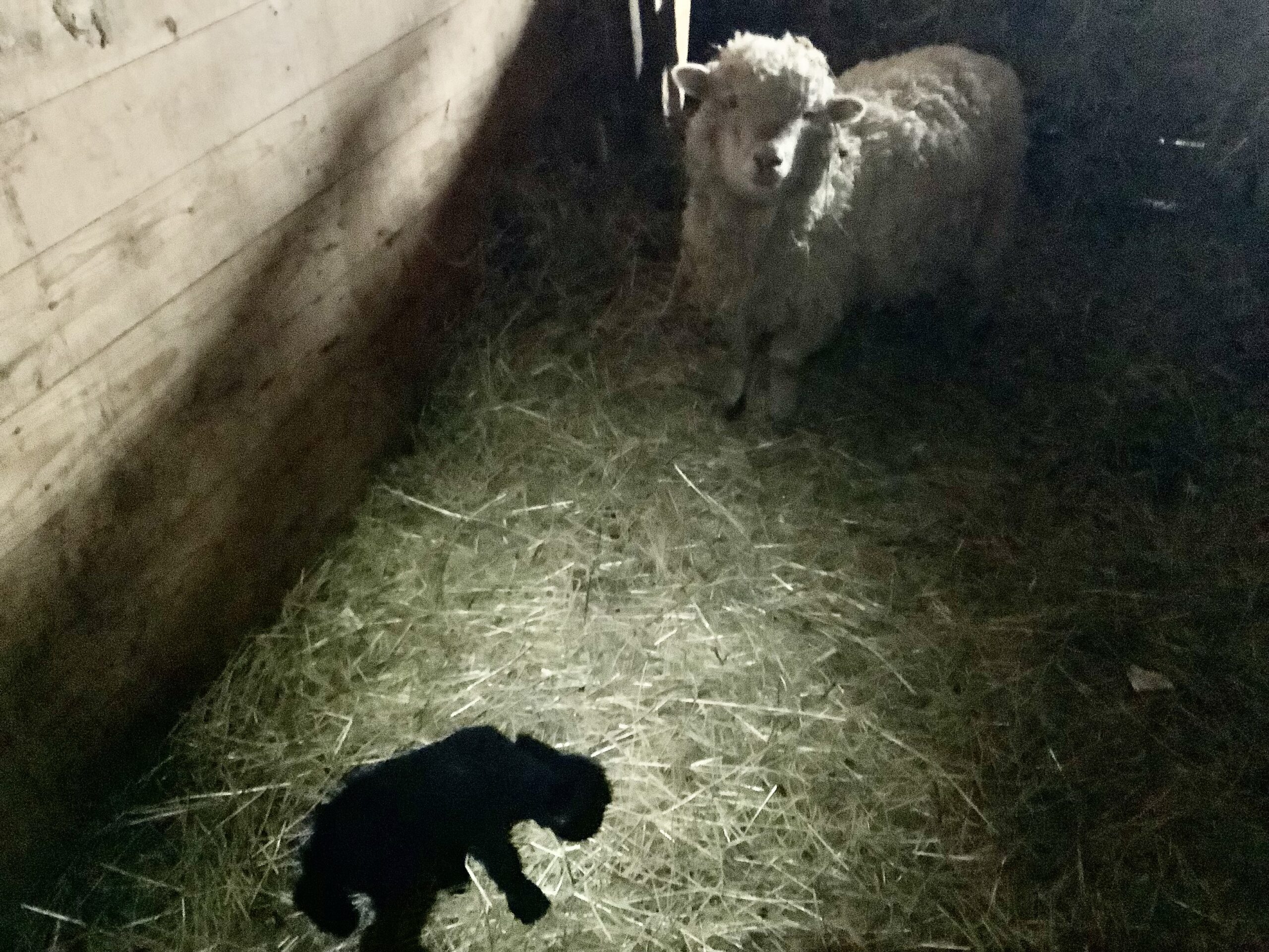 Dolly and Her Newborn