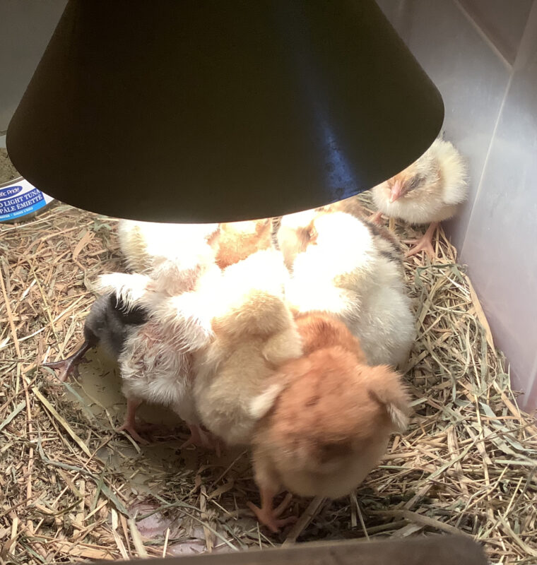 Baby Chicks in Brooder Box