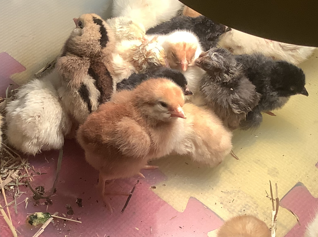 Relaxing with Cute Chicks