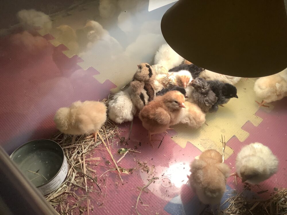 Feeding, watering, and housing chicks