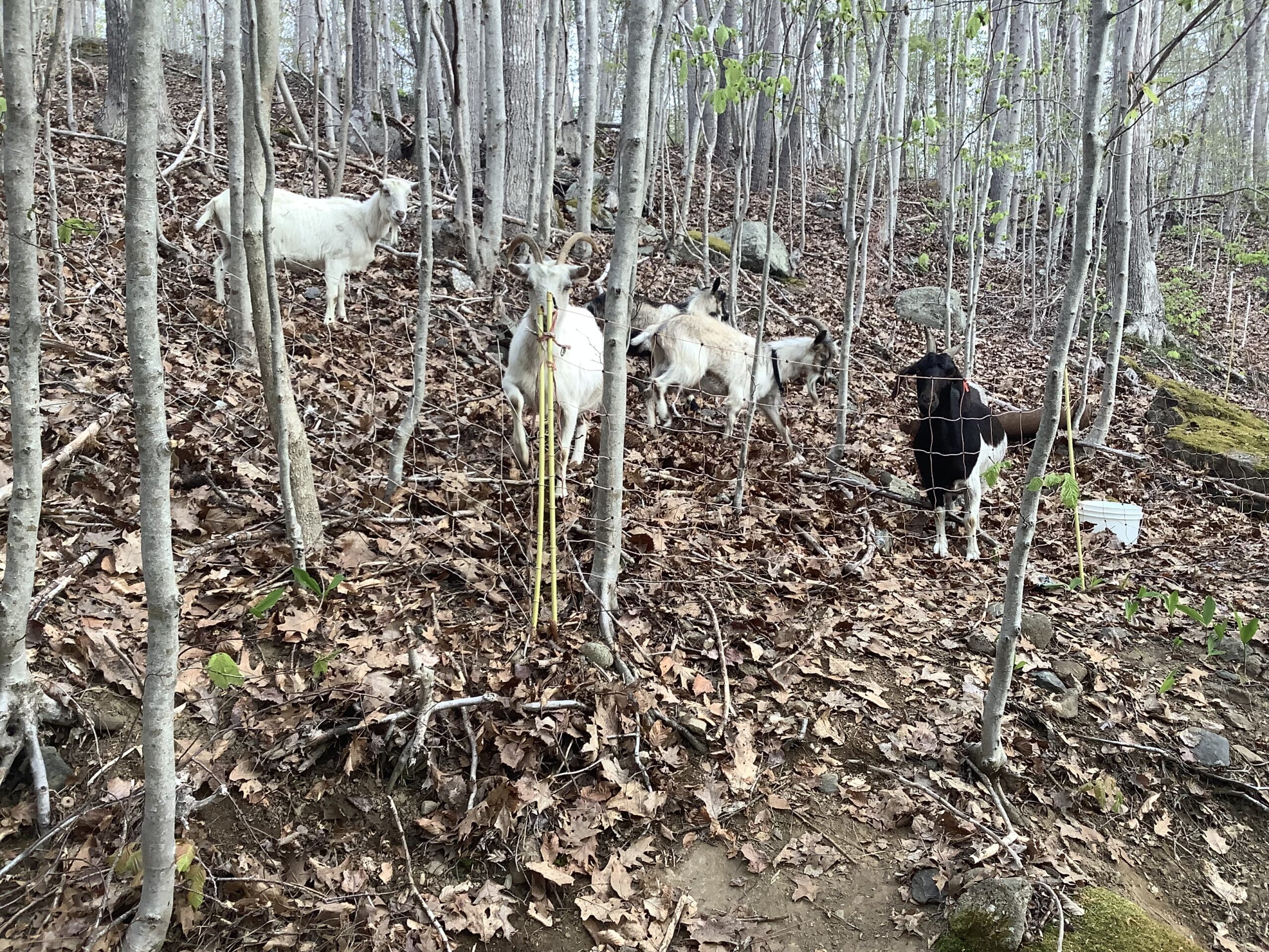 Milking Woodland Pastured Goats